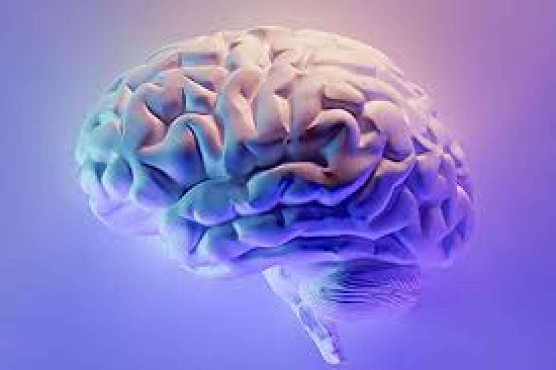 توده عضلانی بیشتر، مغز جوان‌تر: رازهای سلامت مغز